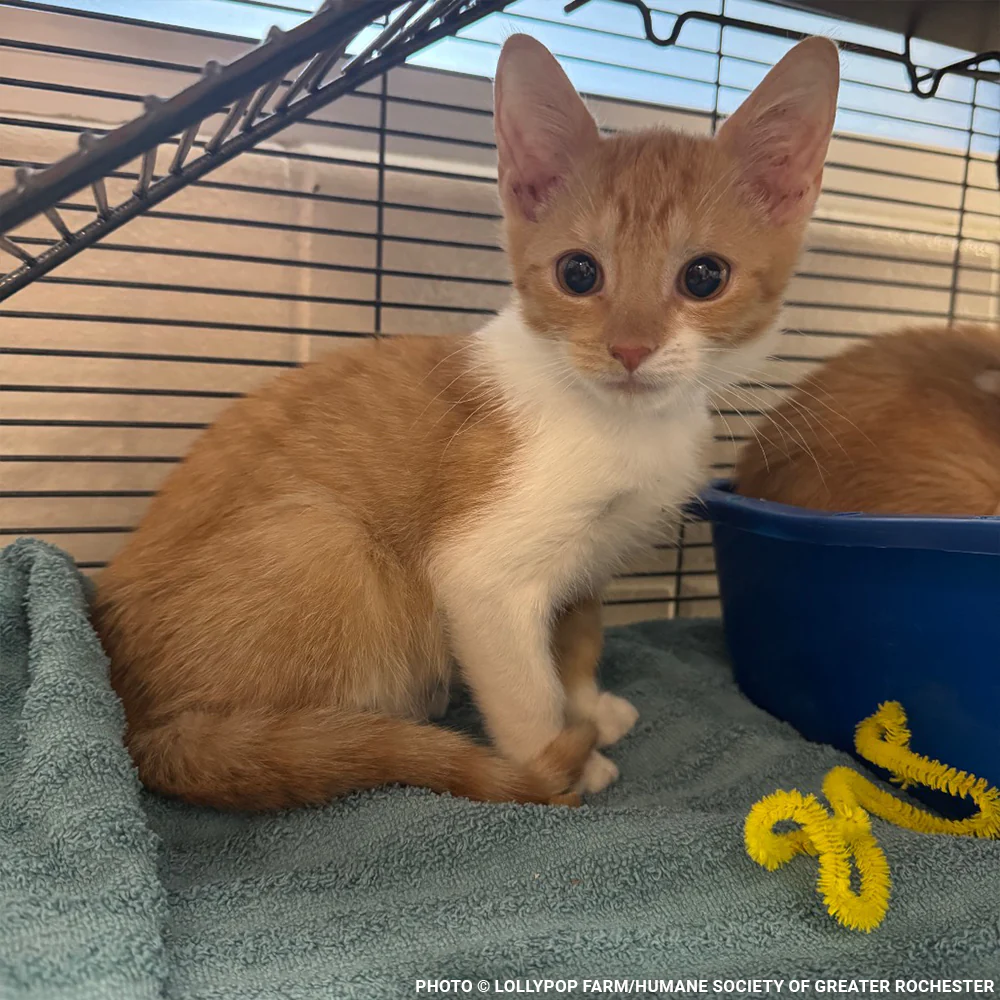 Funded: Help Over 50 Sick Cats Rescued from Deplorable Conditions Recover - Image 7