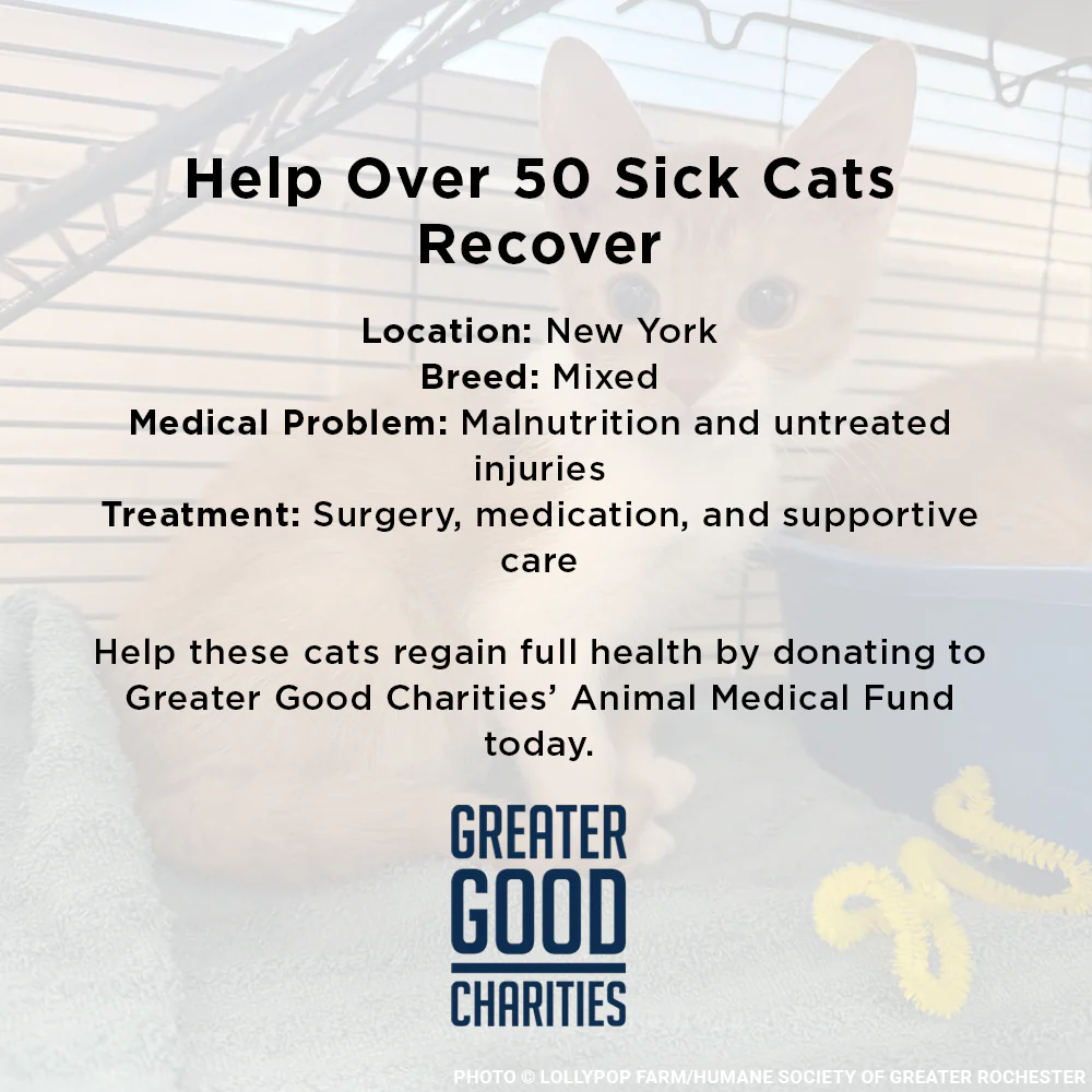 Funded: Help Over 50 Sick Cats Rescued from Deplorable Conditions Recover - Image 8