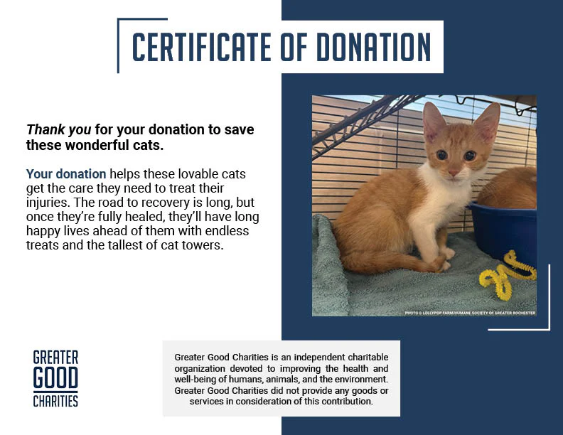 Funded: Help Over 50 Sick Cats Rescued from Deplorable Conditions Recover - Image 9