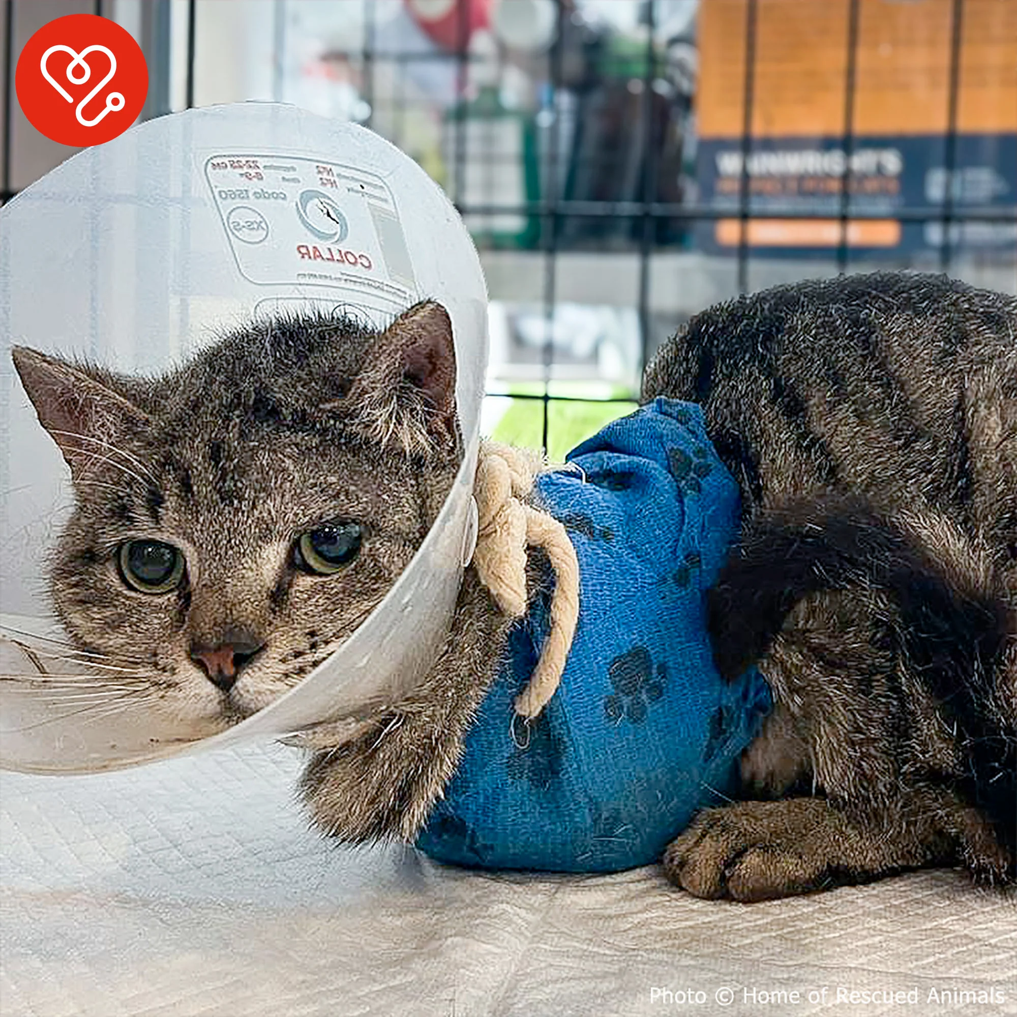 Funded: Give Cat With Crushed Front Legs Second Chance He Deserves - Image 3