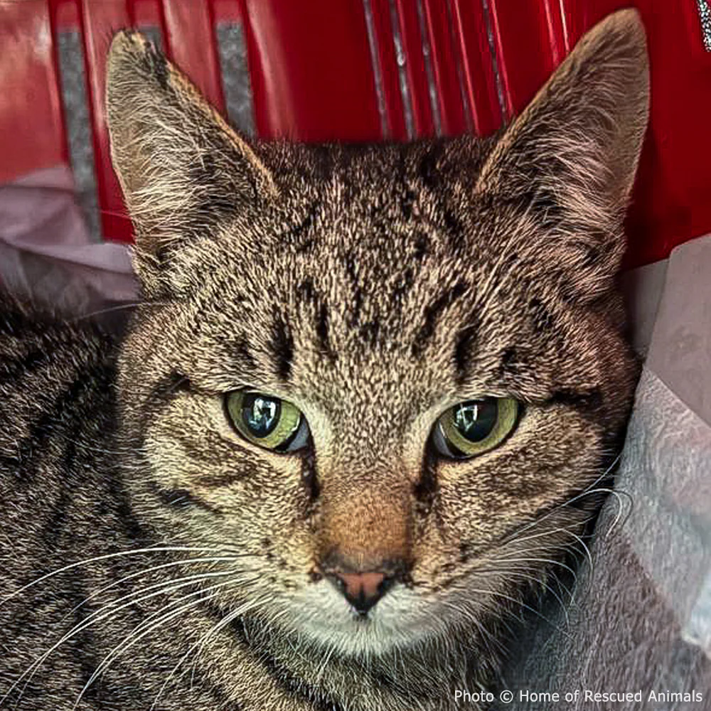 Funded: Give Cat With Crushed Front Legs Second Chance He Deserves - Image 4