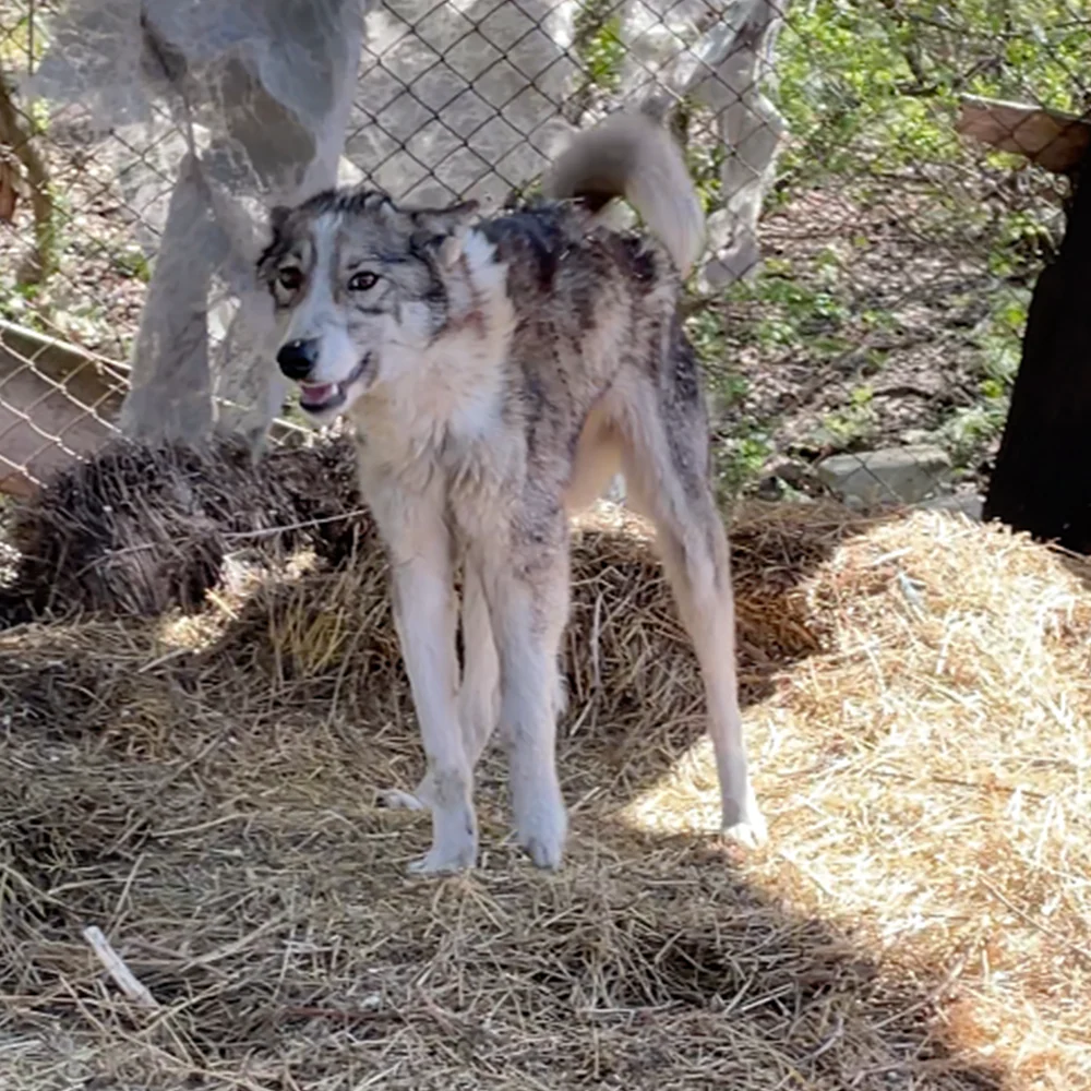 Funded: Dog Abandoned Near Frontlines with Life-Threatening Disease Needs Your Support to Survive - Image 3