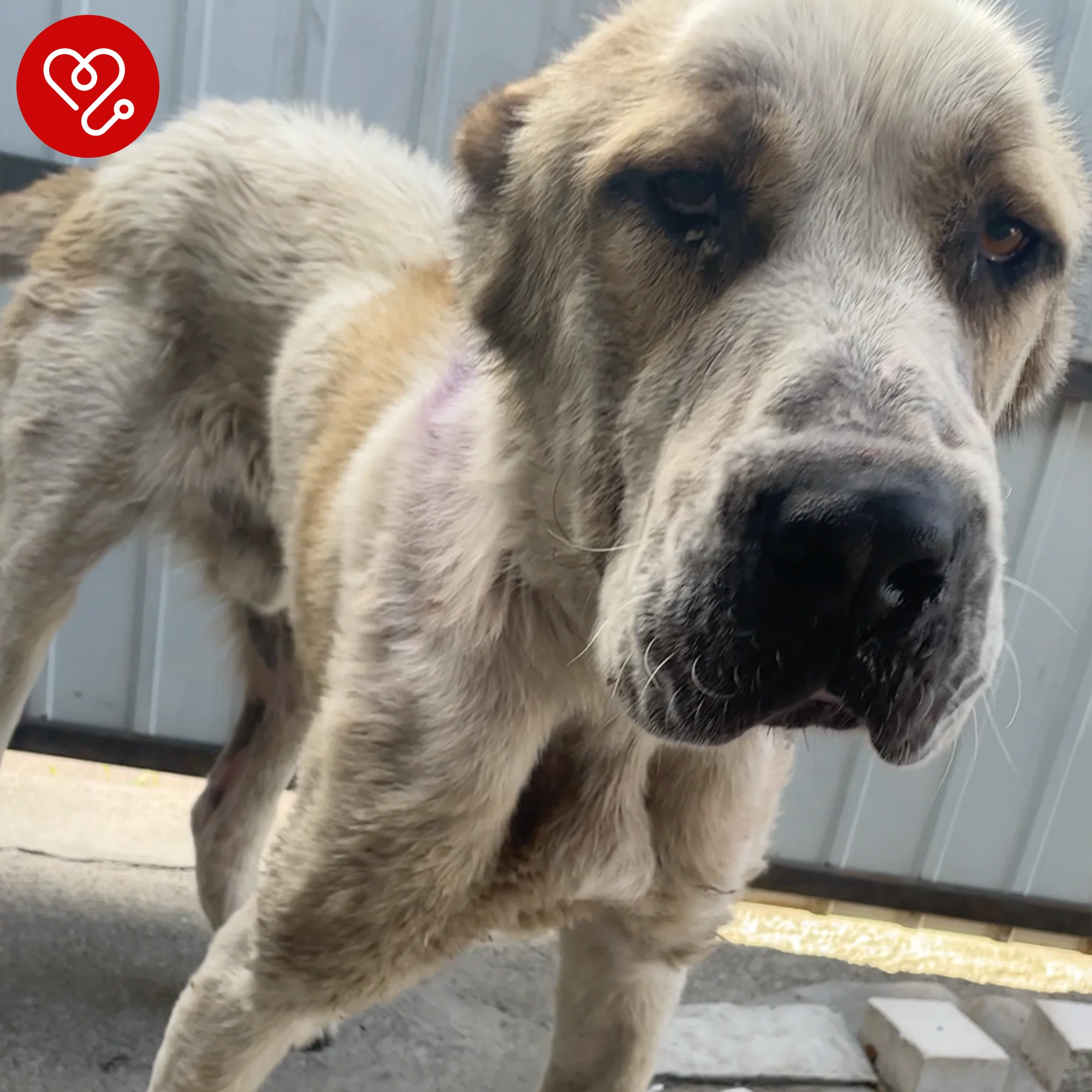 Funded: Emaciated Dog Found on War-Torn Streets Barely Able to Stand Needs Your Help - Image 3