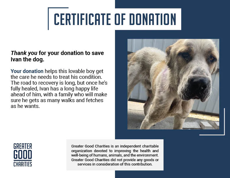 Funded: Emaciated Dog Found on War-Torn Streets Barely Able to Stand Needs Your Help - Image 9