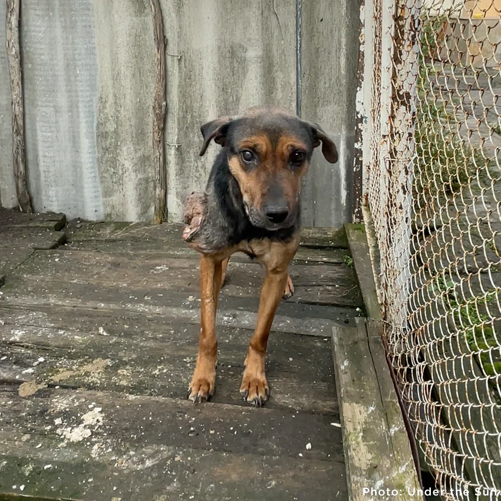 Funded: Skinny Ukraine Dog With Life-Threatening Tumors Needs Your Support - Image 3