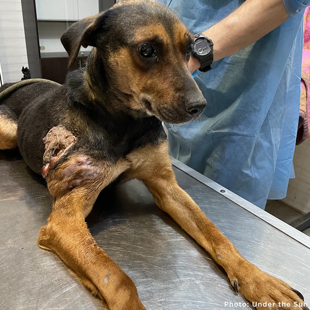 Funded: Skinny Ukraine Dog With Life-Threatening Tumors Needs Your Support - Image 4