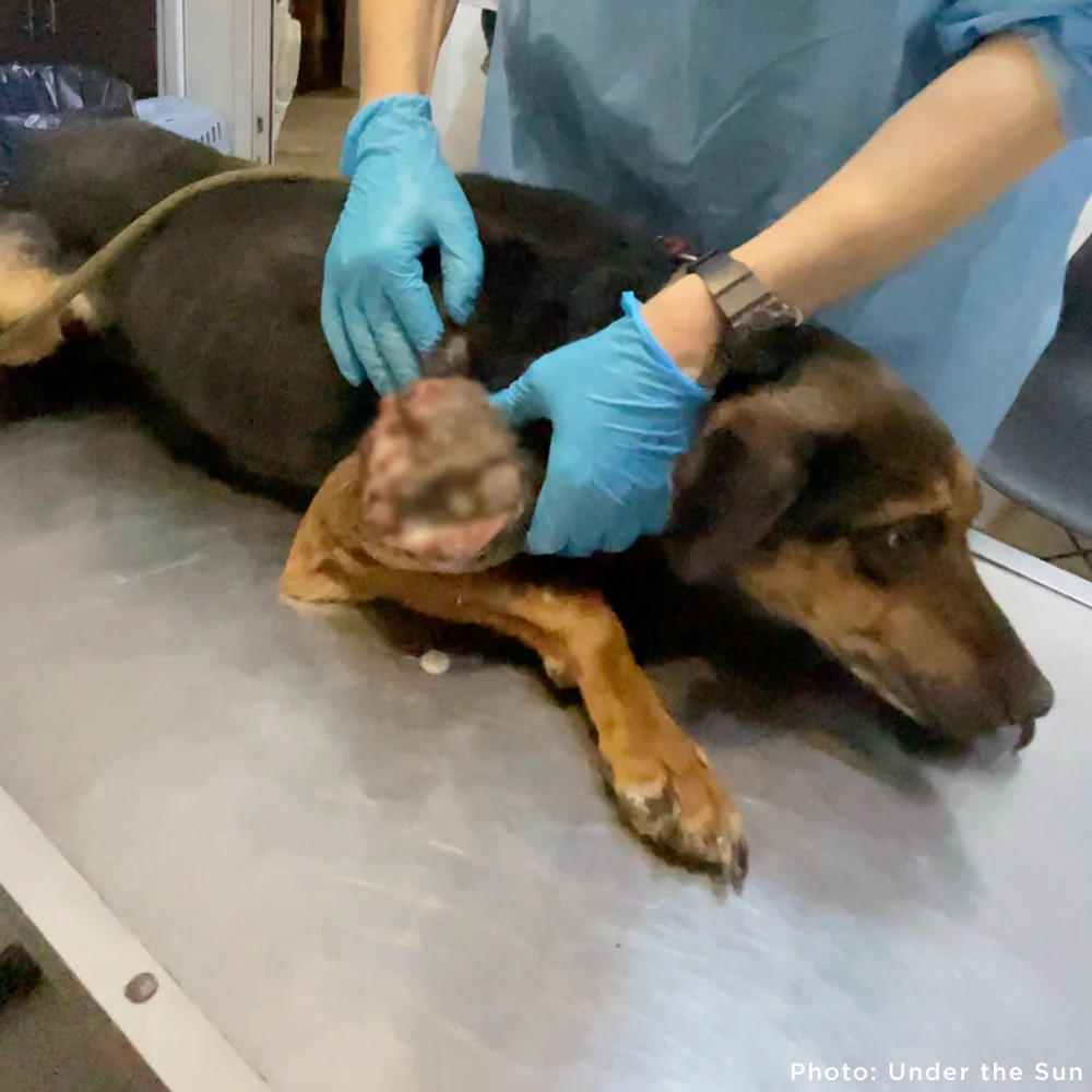 Funded: Skinny Ukraine Dog With Life-Threatening Tumors Needs Your Support - Image 5