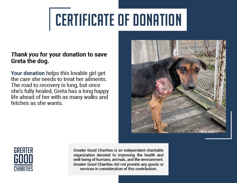 Funded: Skinny Ukraine Dog With Life-Threatening Tumors Needs Your Support - Image 6