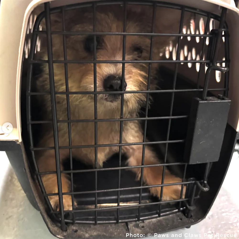 Funded: Help Over 100 Dogs Rescued from Horrible Conditions Get Urgent Medical Care - Image 6