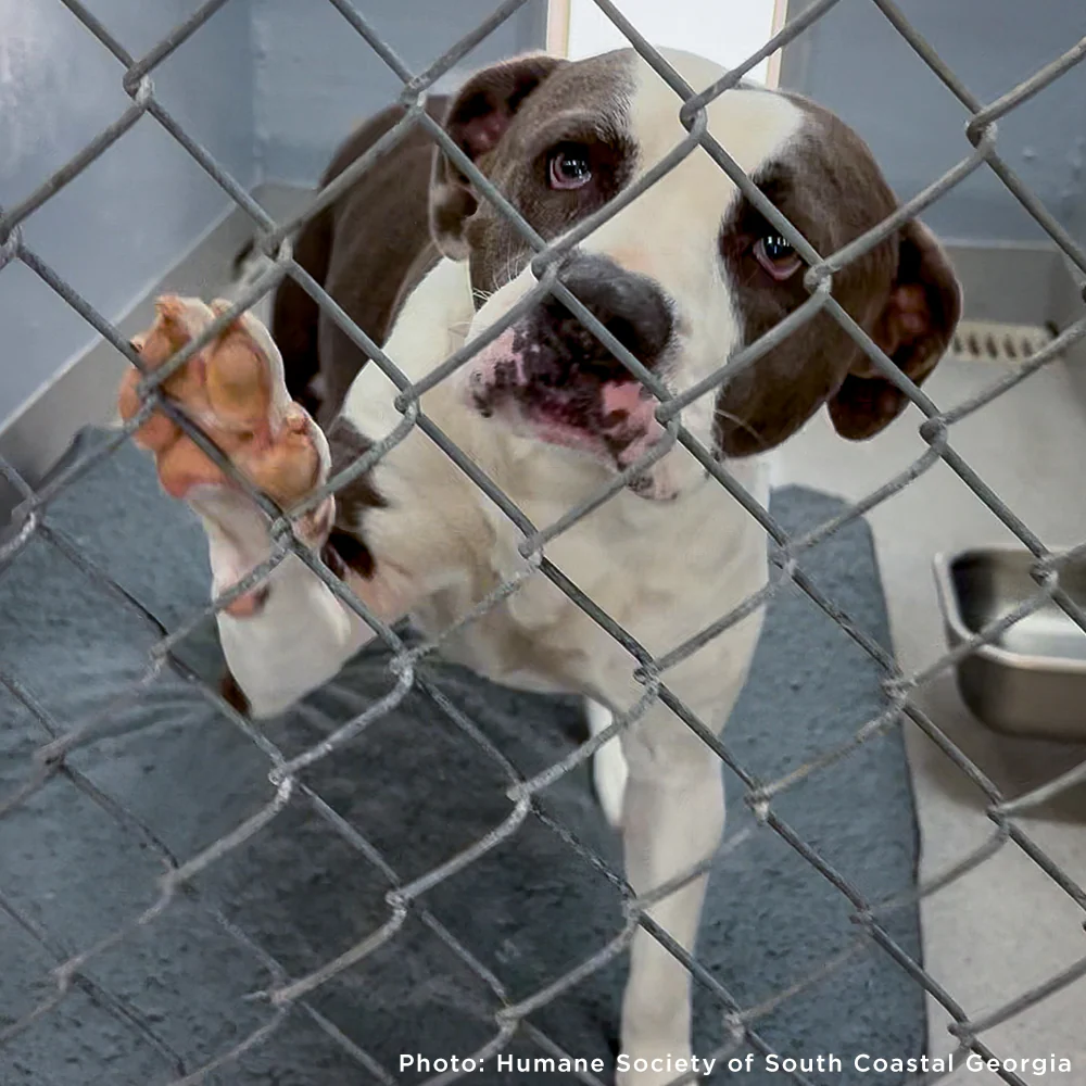 Emergency Flight: Fly At-Risk Shelter Pets to Safety Amidst Wildfires - Image 3