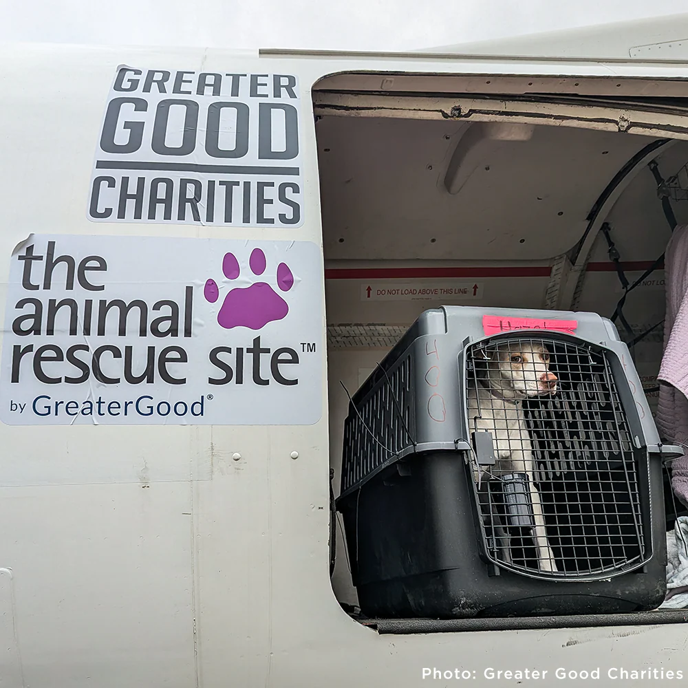 Emergency Flight: Fly At-Risk Shelter Pets to Safety Amidst Wildfires - Image 4