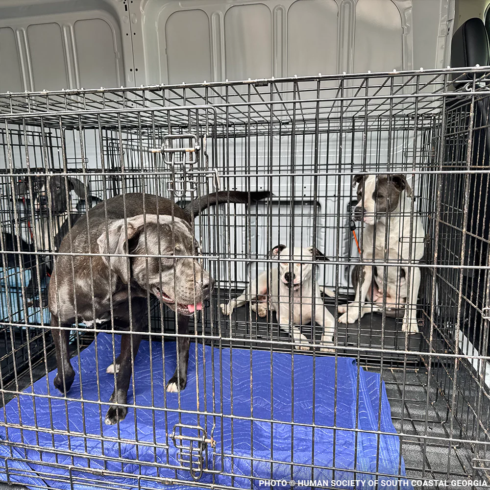 Emergency Flight: Fly At-Risk Shelter Pets to Safety Amidst Wildfires - Image 8