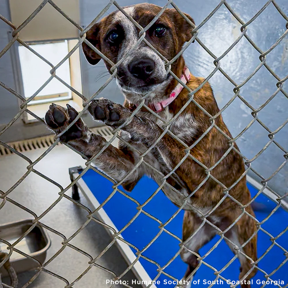 Emergency Flight: Fly At-Risk Shelter Pets to Safety Amidst Wildfires - Image 9