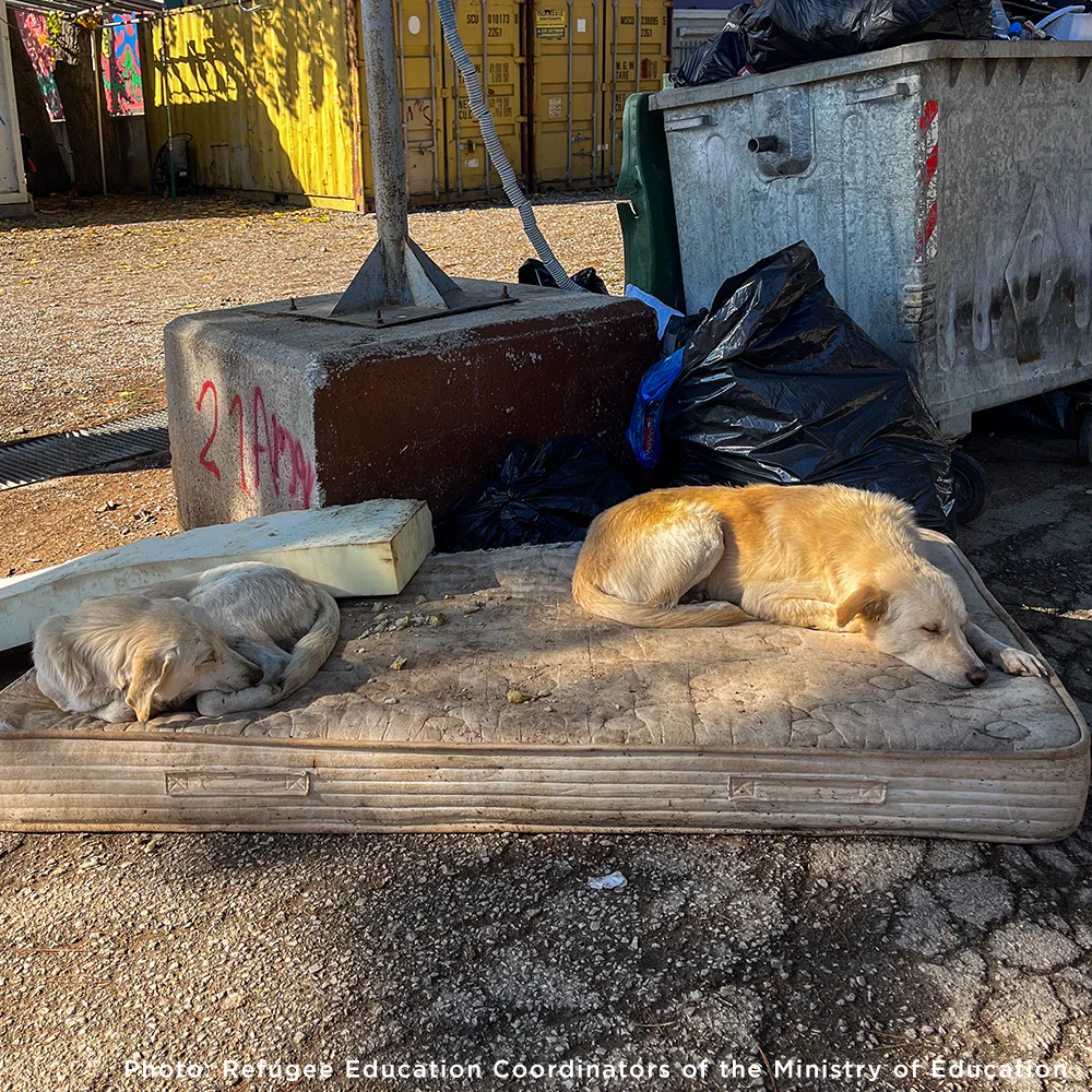 Help Care for Dogs & Cats at Greek Refugee Camps - Image 4