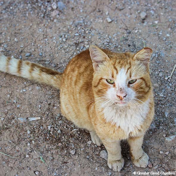 Help Care for Dogs & Cats at Greek Refugee Camps - Image 7