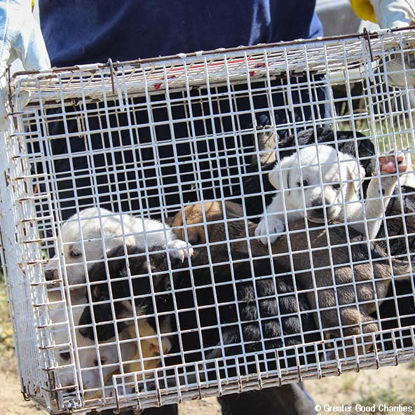 Help Care for Dogs & Cats at Greek Refugee Camps - Image 9