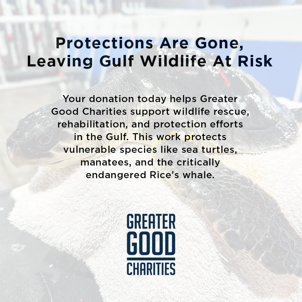 Federal Protections Gutted, Critically Endangered Species At Risk - Image 12
