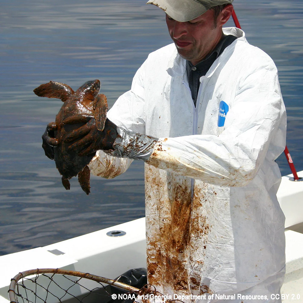 Federal Protections Gutted, Critically Endangered Species At Risk - Image 2