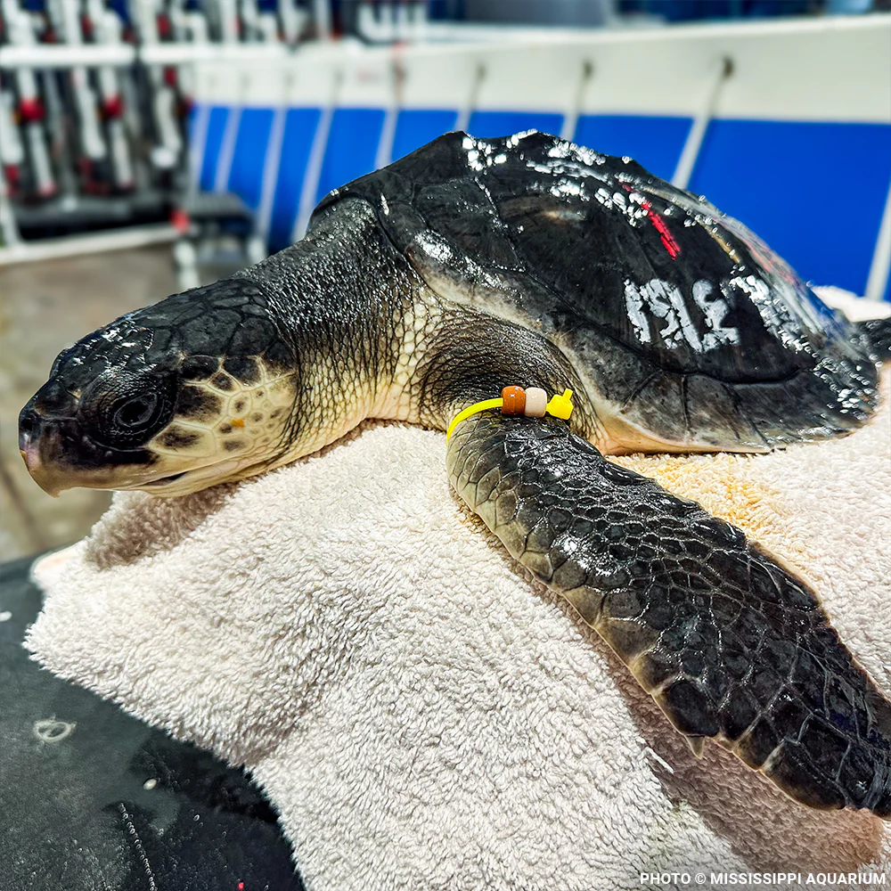 Federal Protections Gutted, Critically Endangered Species At Risk - Image 5