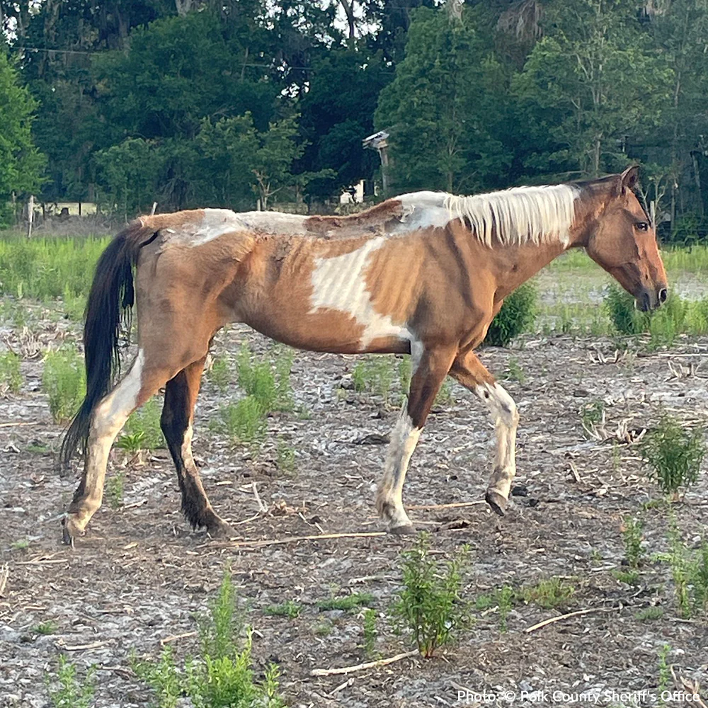 Funded: Help Emaciated Horses Heal from Severe Neglect - Image 3