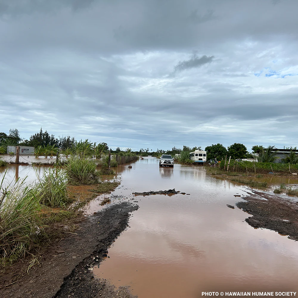 Help People and Pet Victims of Devastating Floods in Hawai'i - Image 3