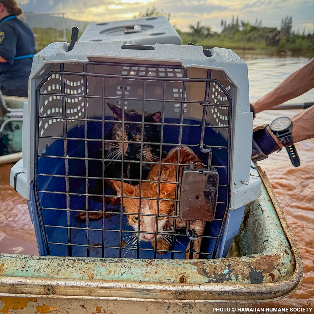 Help People and Pet Victims of Devastating Floods in Hawai'i - Image 4