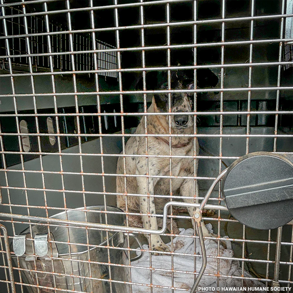 Help People and Pet Victims of Devastating Floods in Hawai'i - Image 7