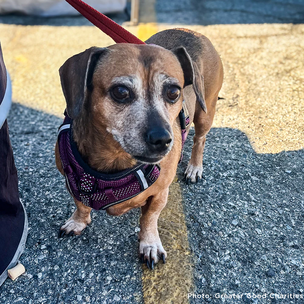 Disaster in the South: Help People and Pet Victims of Wildfires - Image 7