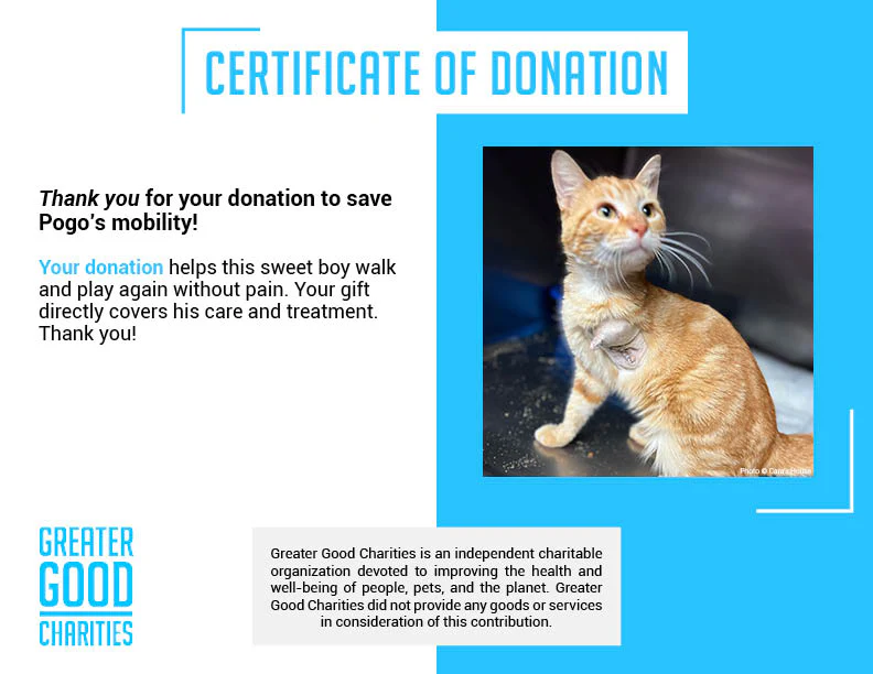 Funded - Help Pogo Walk Again - Image 6