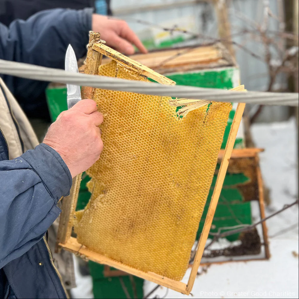 Help Save Bees Devastated by War in Ukraine - Image 4