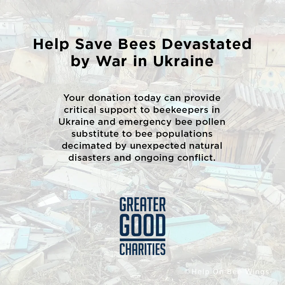 Help Save Bees Devastated by War in Ukraine - Image 7