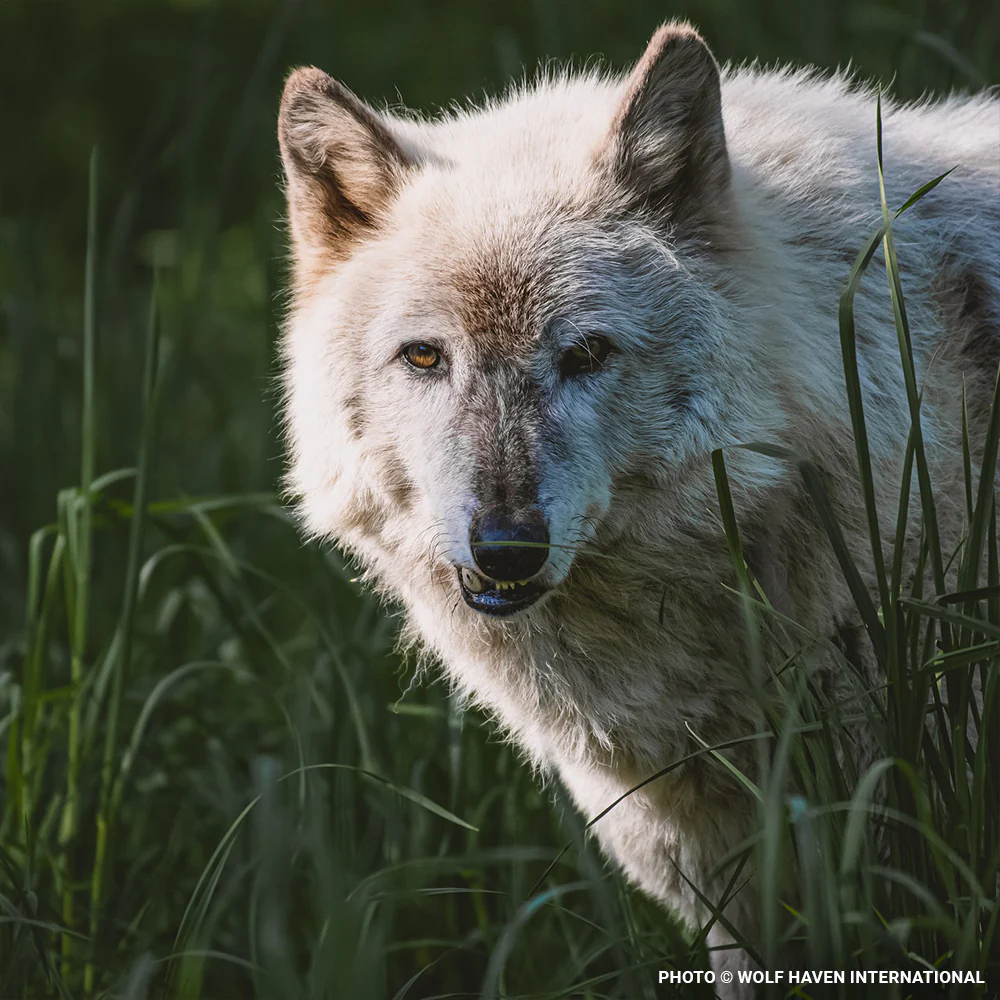 One Step From Extinction: Save Critically Endangered Wolves