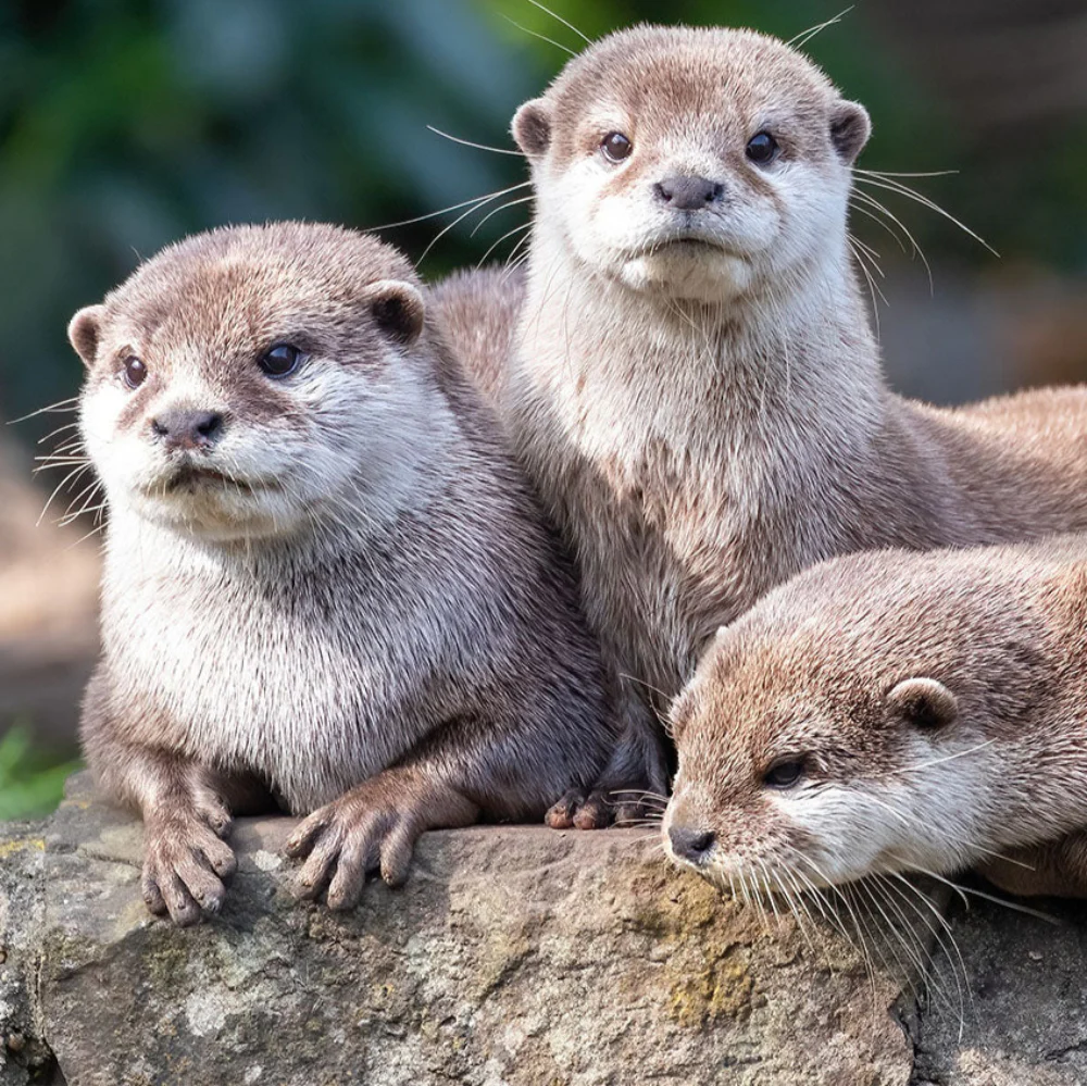 Help Save the Small-Clawed Otter - Image 2