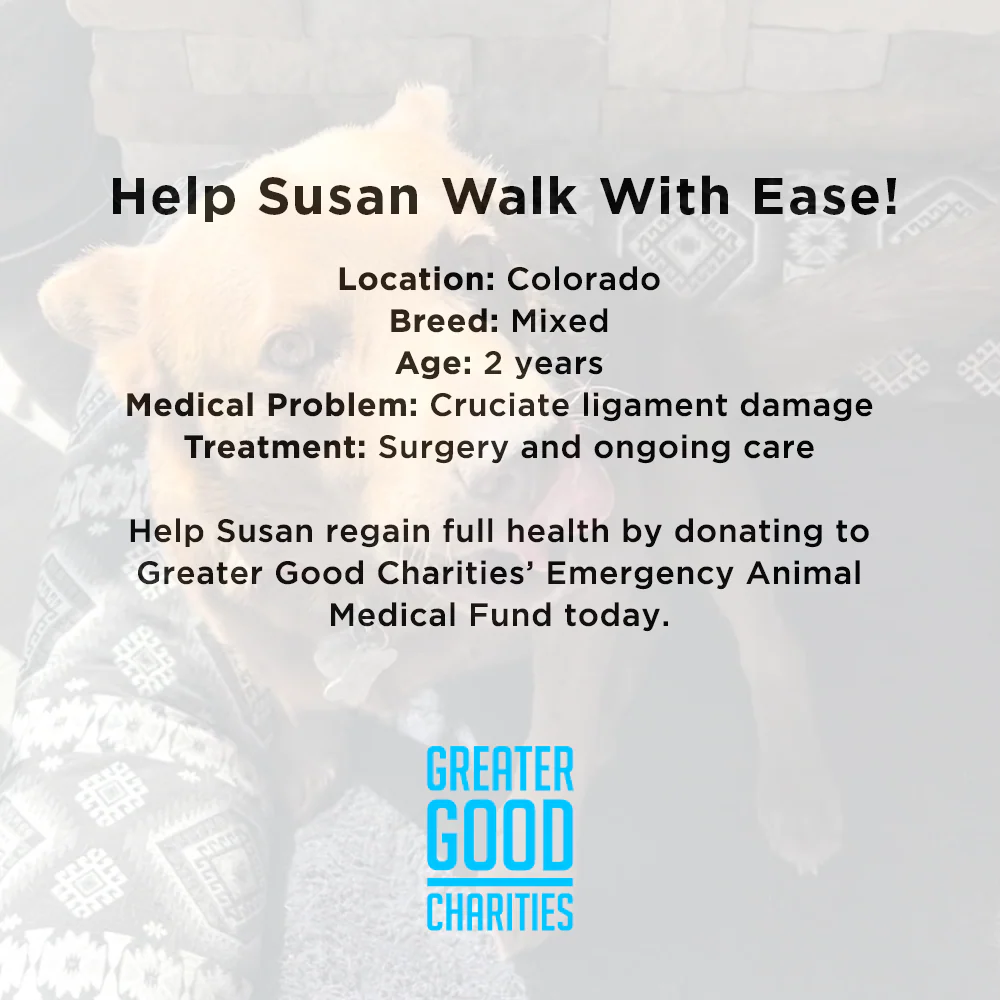 Funded: Help Susan Walk With Ease - Image 4