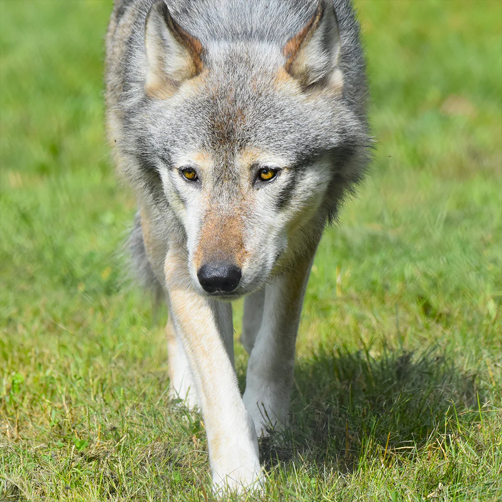 Every Wolf Needs a Companion: Help Fly Nicky to Billie - Image 3