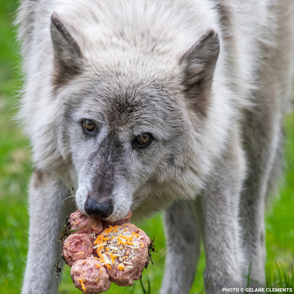 Every Wolf Needs a Companion: Help Fly Nicky to Billie - Image 5