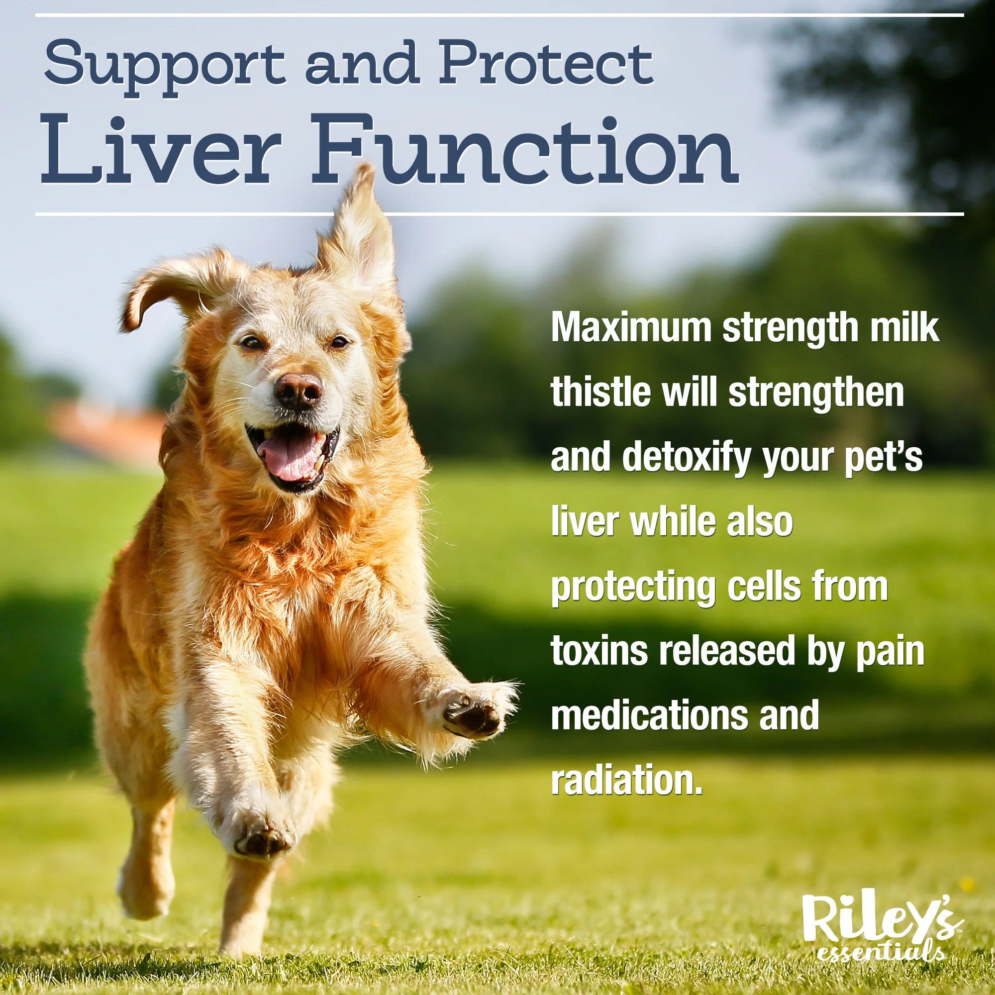 Hepato Essentials Liver Support - Image 3