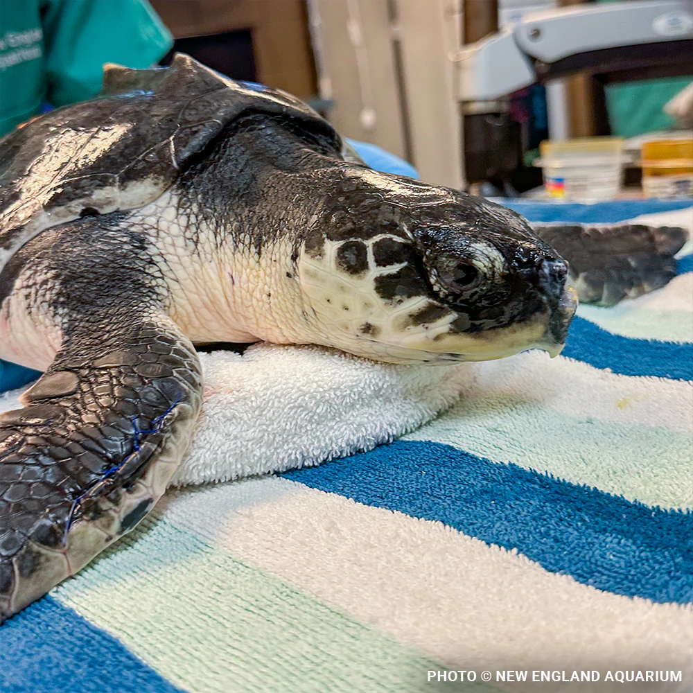 Operation Turtle Takeoff: Help Fly Endangered Sea Turtles to Warm Waters - Image 13
