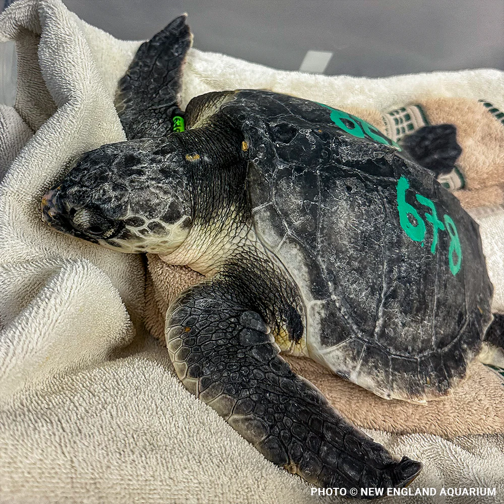 Operation Turtle Takeoff: Help Fly Endangered Sea Turtles to Warm Waters - Image 2