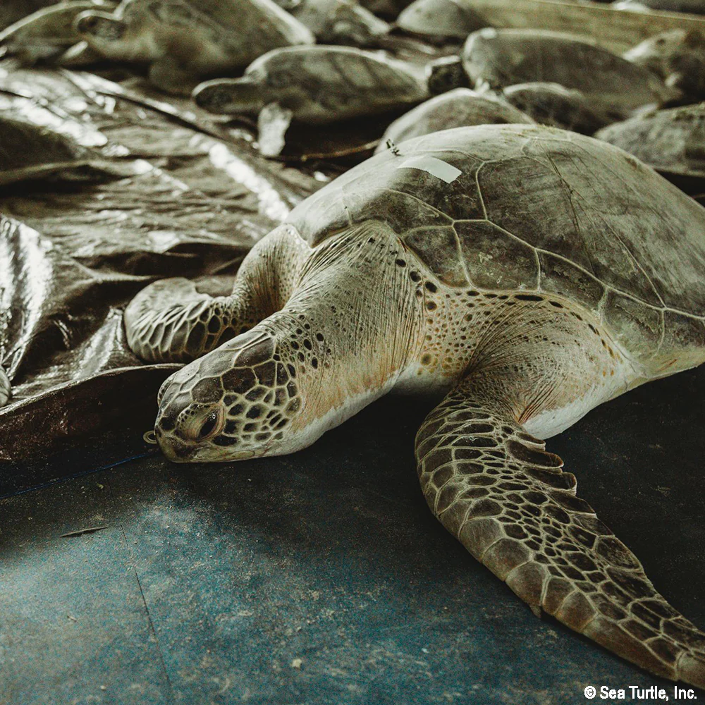 Operation Turtle Takeoff: Help Fly Endangered Sea Turtles to Warm Waters - Image 3