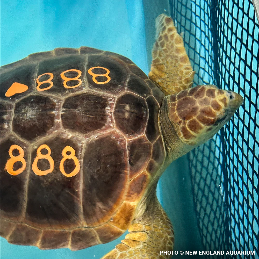 Operation Turtle Takeoff: Help Fly Endangered Sea Turtles to Warm Waters - Image 4