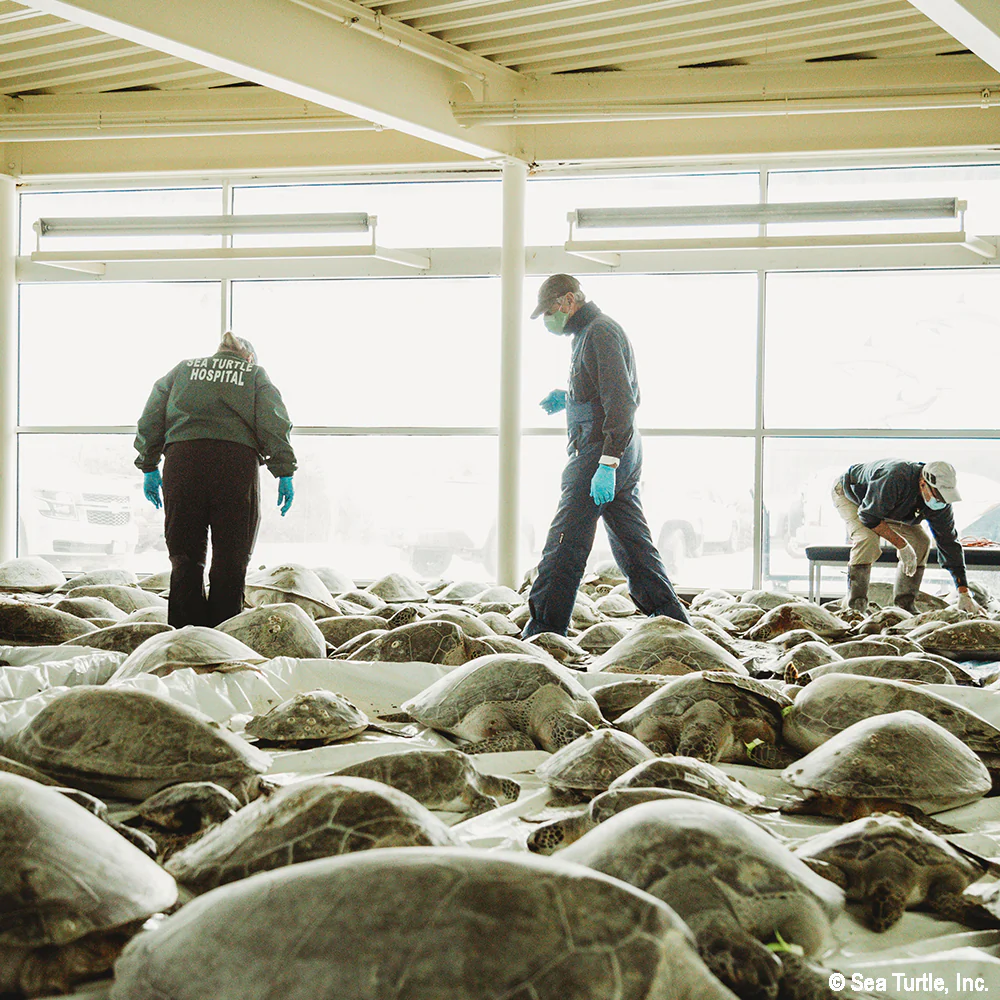 Operation Turtle Takeoff: Help Fly Endangered Sea Turtles to Warm Waters - Image 5