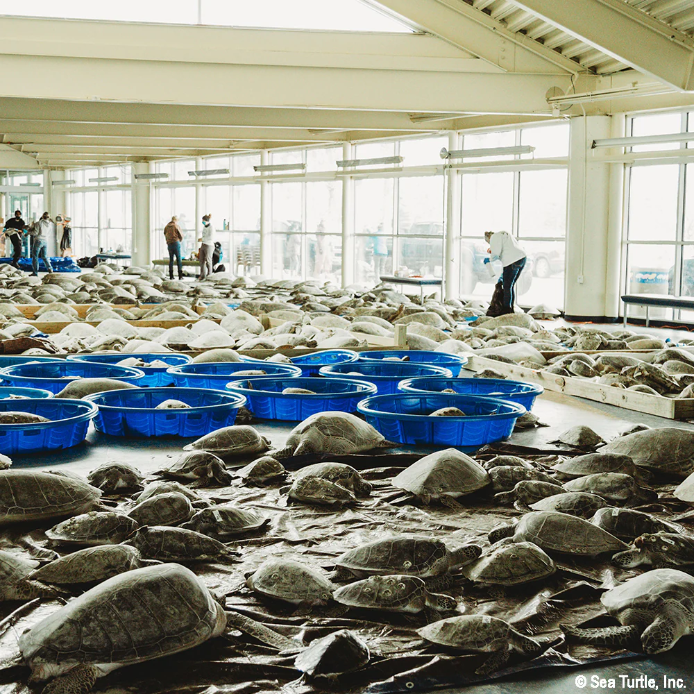 Operation Turtle Takeoff: Help Fly Endangered Sea Turtles to Warm Waters - Image 6