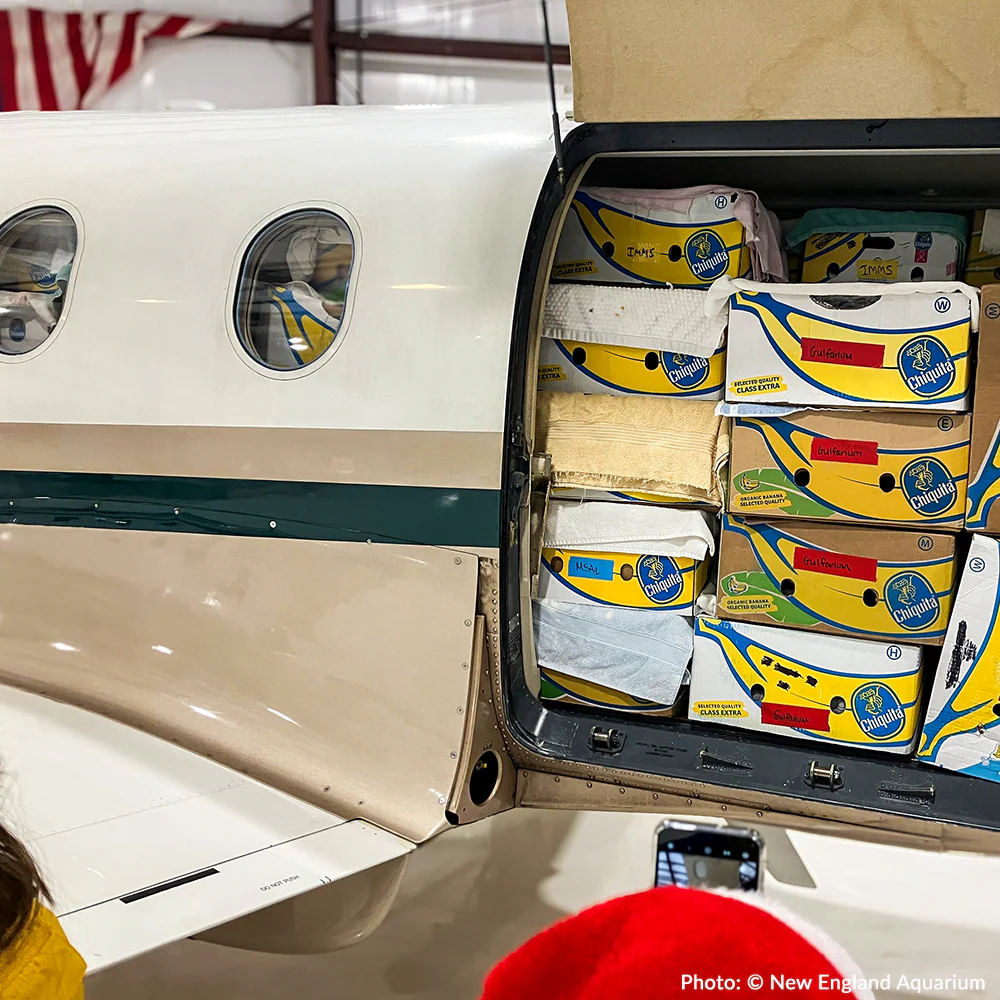 Operation Turtle Takeoff: Help Fly Endangered Sea Turtles to Warm Waters - Image 8