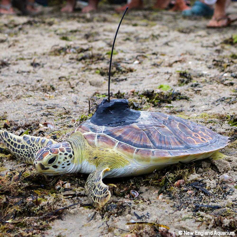 Operation Turtle Takeoff: Help Fly Endangered Sea Turtles to Warm Waters - Image 9