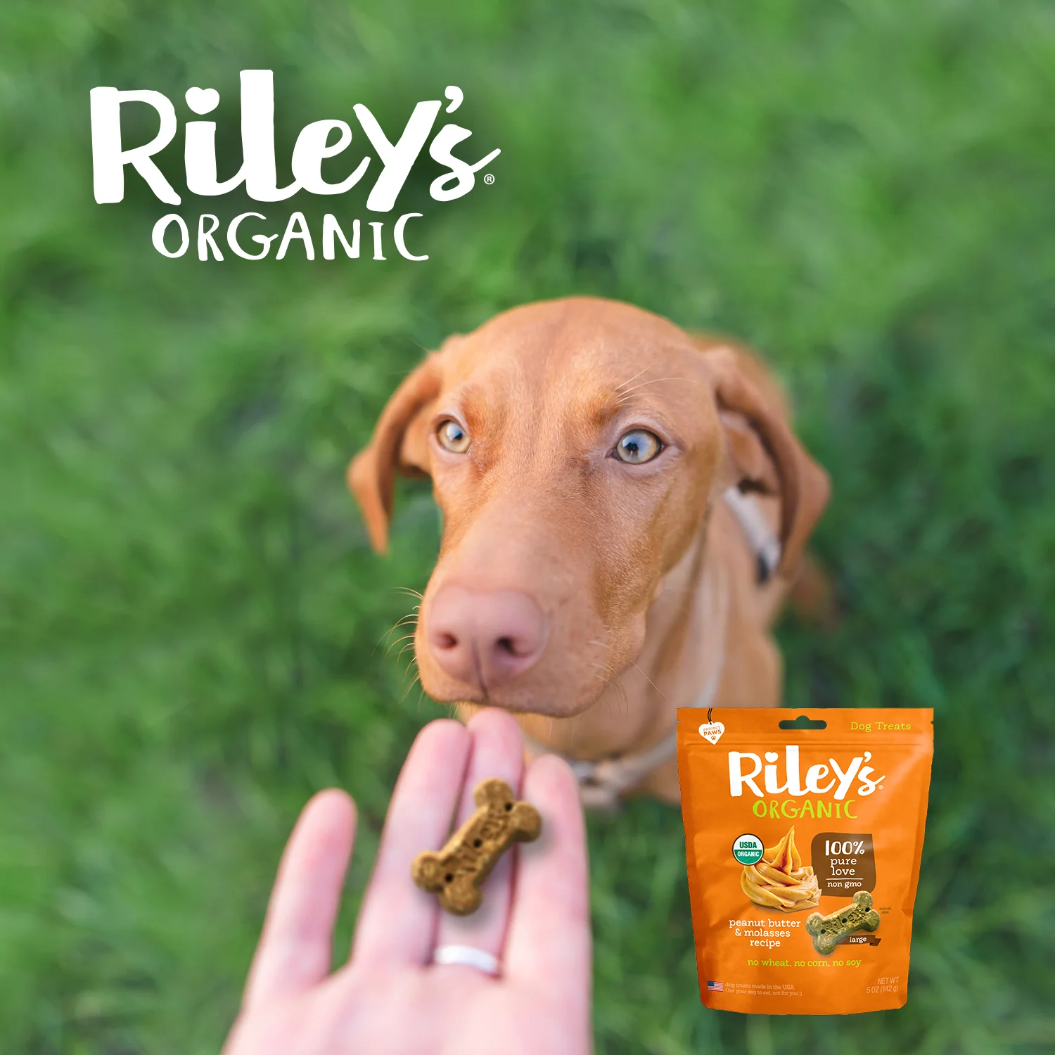 Organic Peanut Butter & Molasses Baked Biscuits - Large Bone - Image 4