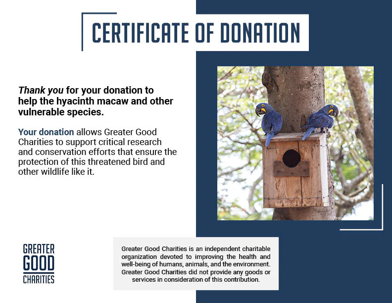 Help Save Vulnerable Parrots from Poachers and Deforestation - Image 6