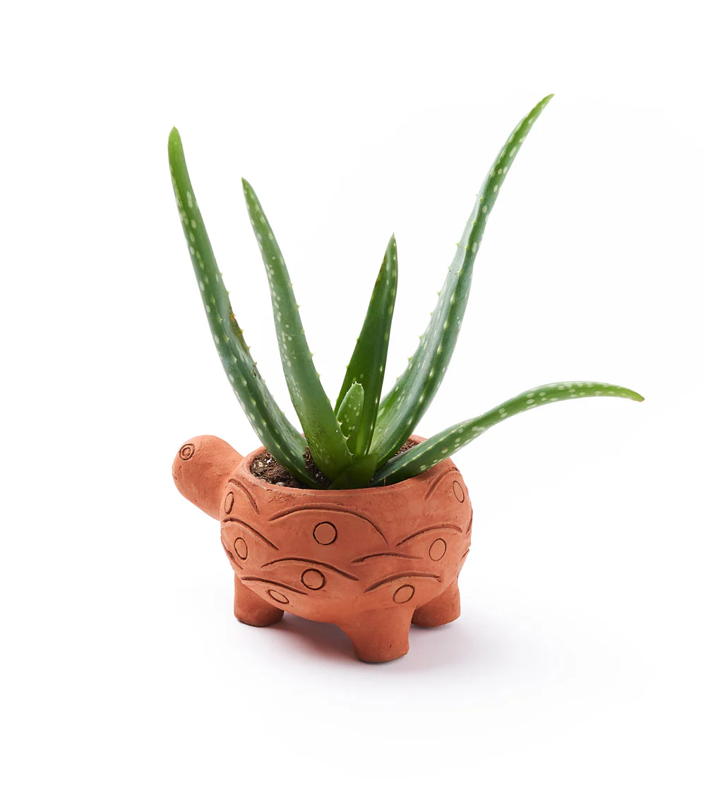 Rakshana Plant Pals - Turtle (Large) - Image 2
