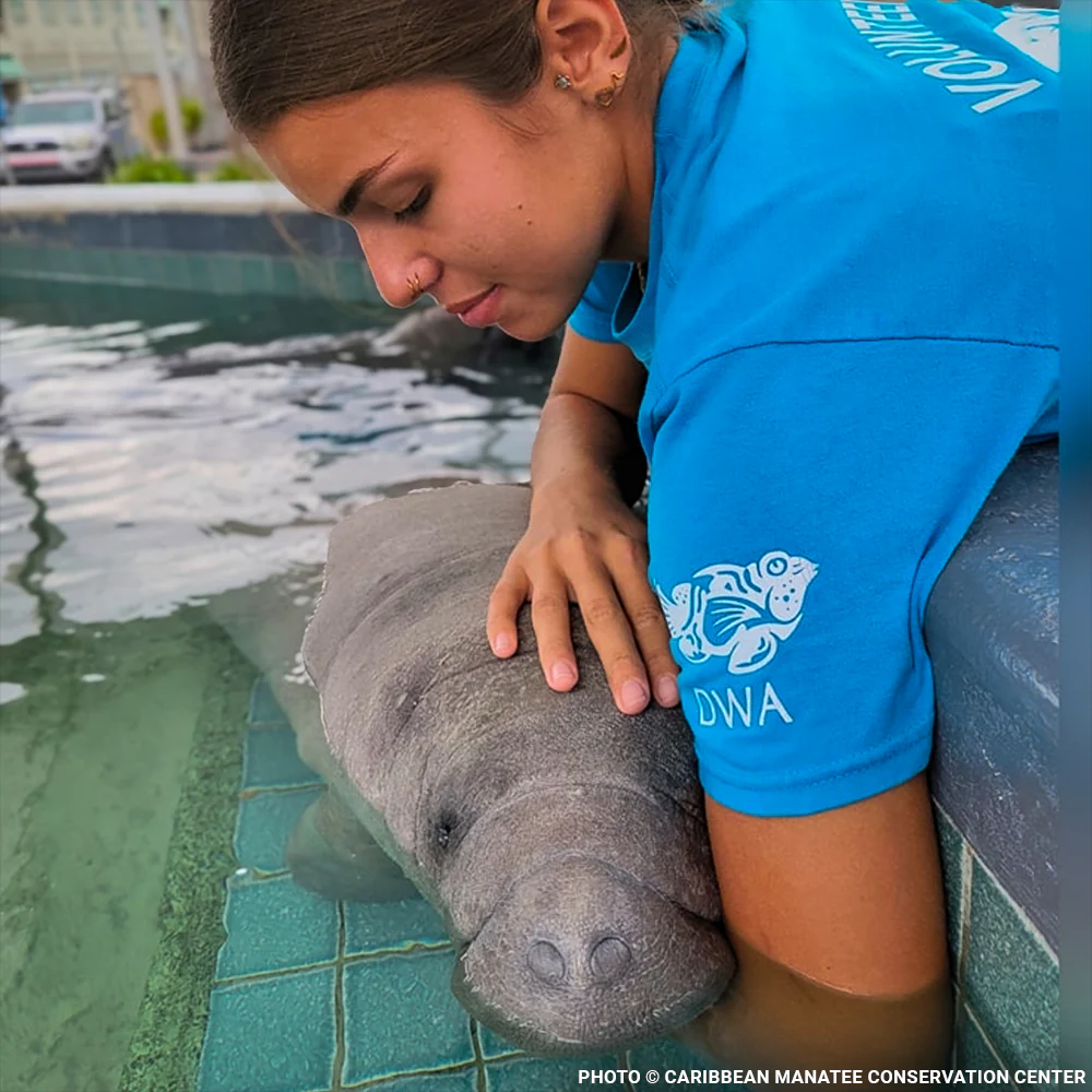 Help Feed and Care for Orphaned and Injured Manatees - Image 2