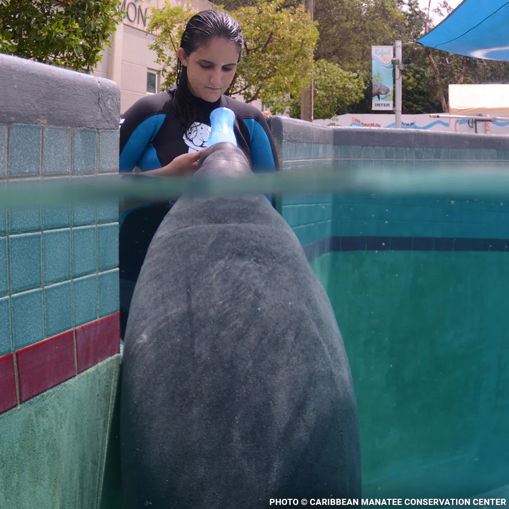 Help Feed and Care for Orphaned and Injured Manatees - Image 3